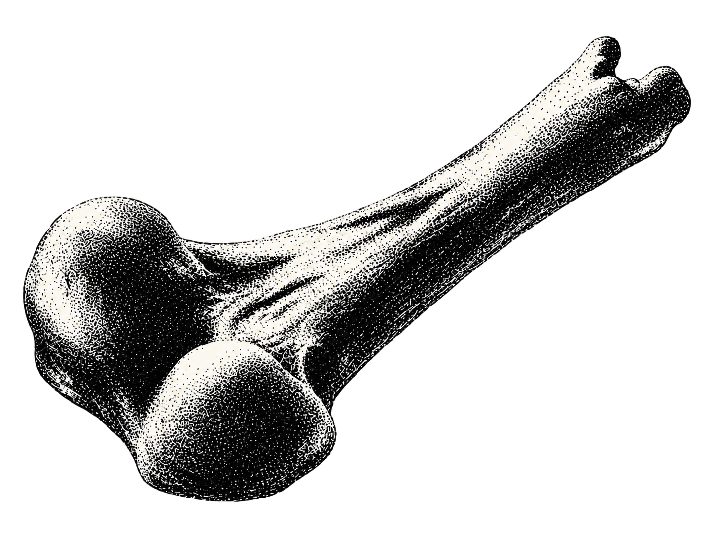 Illustrated bone